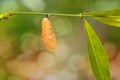 Striped Blue Crow Euploea mulciber pupa Royalty Free Stock Photo