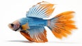 Striped Blue Siamese Fighting Fish On White Background