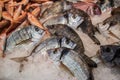 Striped bream fishes on ice for sale. Royalty Free Stock Photo