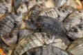 Striped bream fishes on ice for sale in the greek fish market. Royalty Free Stock Photo