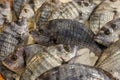 Striped bream fishes on ice for sale in the greek fish market. Royalty Free Stock Photo