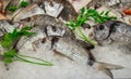 Striped bream fishes on ice for sale and parsley. Royalty Free Stock Photo