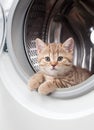 Striped british kitten inside laundry washer Royalty Free Stock Photo
