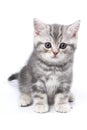 Striped British kitten sitting and looking at the camera Royalty Free Stock Photo