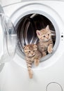 Striped british kittens inside laundry washer Royalty Free Stock Photo