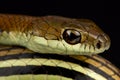 Striped bronzeback Dendrelaphis caudolineatus Royalty Free Stock Photo