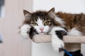 Striped cat resting on house for cats