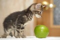 Striped brown kitten and green apple Royalty Free Stock Photo