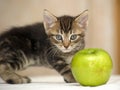 Striped brown kitten and green apple Royalty Free Stock Photo