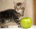 Striped brown kitten and green apple Royalty Free Stock Photo