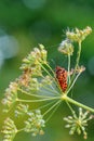 Striped bug beetle in flower with spider web