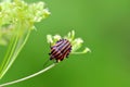 Striped bug Graphosoma lineatum