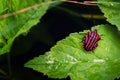 Striped bug on green leaf