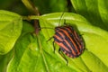 Striped bug or Minstrel bug, Graphosoma lineatum. Stinky bug on the leaf. Royalty Free Stock Photo