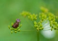 Striped bug and Minstrel bug Graphosoma lineatum