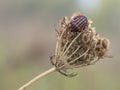 Striped-Bug on a plant, Graphosoma lineatum