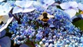 Striped bumble bee ,Bombus soroeensis, on a background of blue and dark blue flowers, Hydrangea macrophylla. Royalty Free Stock Photo