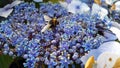 Striped bumble bee ,Bombus soroeensis, on a background of blue and dark blue flowers, Hydrangea macrophylla. Royalty Free Stock Photo