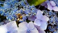 Striped bumble bee ,Bombus soroeensis, on a background of blue and dark blue flowers, Hydrangea macrophylla. Royalty Free Stock Photo