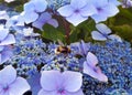 striped bumble bee ,Bombus soroeensis, on a background of blue and dark blue flowers, Hydrangea macrophylla Royalty Free Stock Photo