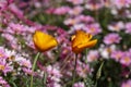 Striped bumble bee feeding on nectar from bright orange california poppy Royalty Free Stock Photo