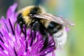 Striped bumblebee collecting pollen on blooming purple flower of thistle. Royalty Free Stock Photo