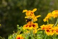 A striped bumblebee sits on a flower collecting nectar.