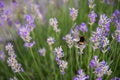 striped bumblebees and bees collect nectar and pollinate purple lavender flowers Royalty Free Stock Photo