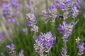 striped bumblebees and bees collect nectar and pollinate purple lavender flowers Royalty Free Stock Photo