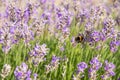 striped bumblebees and bees collect nectar and pollinate purple lavender flowers Royalty Free Stock Photo