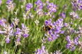 striped bumblebees and bees collect nectar and pollinate purple lavender flowers Royalty Free Stock Photo