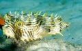Striped Burrfish Royalty Free Stock Photo