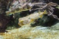 Striped burrfish Chilomycterus schoepfi and longspined porcupi