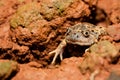 Striped Burrowing frog Royalty Free Stock Photo
