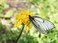 Striped butterfly on a blooming yellow dandelion on a bright sunny day