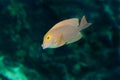 Striped butterfly-fish Royalty Free Stock Photo