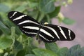 Striped butterfly