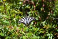 Striped butterfly podalirium sailboat, sitting on a green plant, close-up