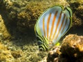 Striped Butterfly Tropical Fish Underwater Close Up Royalty Free Stock Photo