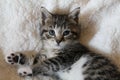 Striped Calico Kitten