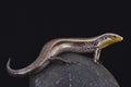 Striped Canary skink (Chalcides sexlineatus bistriatus)