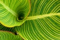 Striped Cannaceae (Canna) leaves Royalty Free Stock Photo