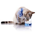 The striped cat with a blue bow drinks milk from a glass. Royalty Free Stock Photo