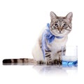 Striped cat with a blue bow and a glass of milk. Royalty Free Stock Photo