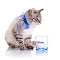 Striped cat with a blue bow and a glass of milk. Royalty Free Stock Photo