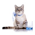 Striped cat with a blue bow and a glass of milk. Royalty Free Stock Photo