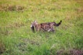 Striped cat carries a fish caught in the teeth of a large one across a green clearing Royalty Free Stock Photo