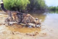 Striped cat looks out on the surface and deftly catches a fish paw in the pond in the village in the summer standing on the sandy Royalty Free Stock Photo