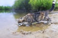 cat catches fish standing on the sandy shore and lowering his face into the water of the pond Royalty Free Stock Photo