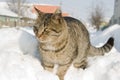 Striped cat climbed on a heap of snow